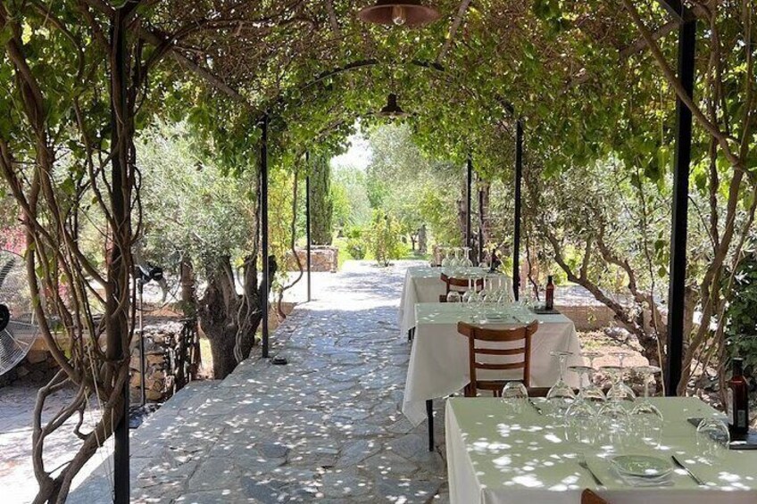 Tour of Olive Wineries and Steps Lunch in Maipu
