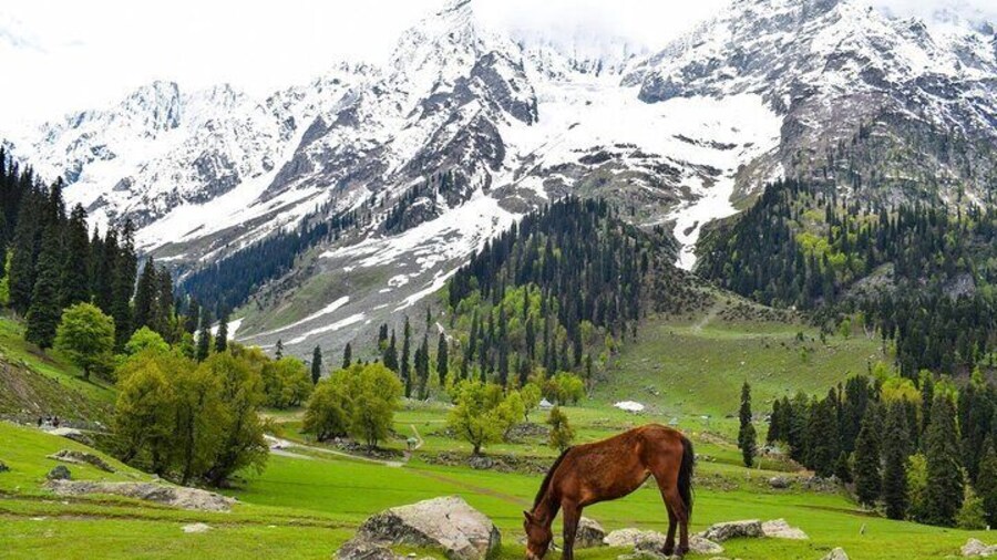 One day Dal Lake Kashmir experience in Private Car and Guide
