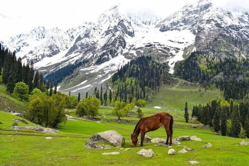 One day Dal Lake Kashmir experience in Private Car and Guide