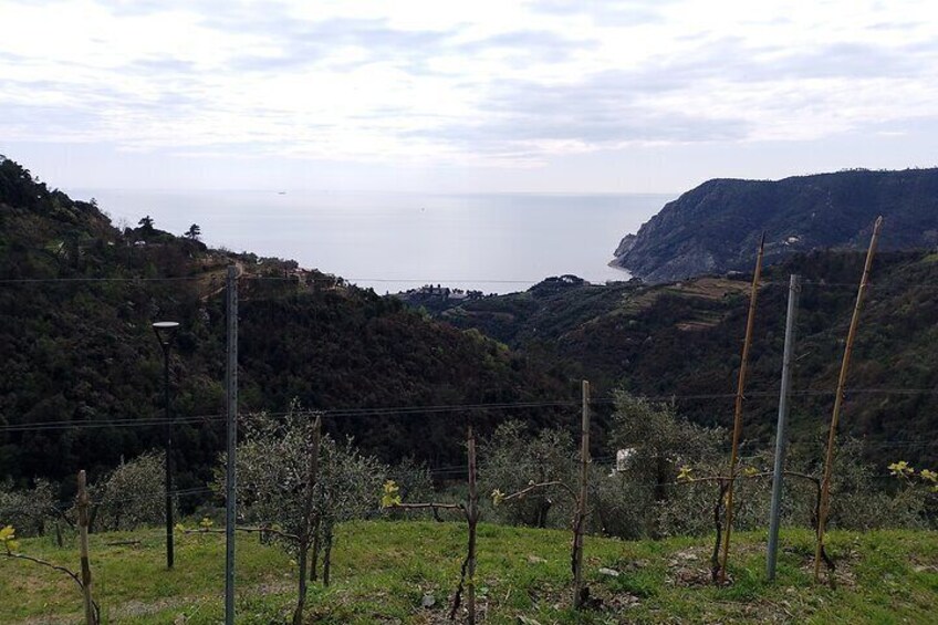 vineyards of the farm 