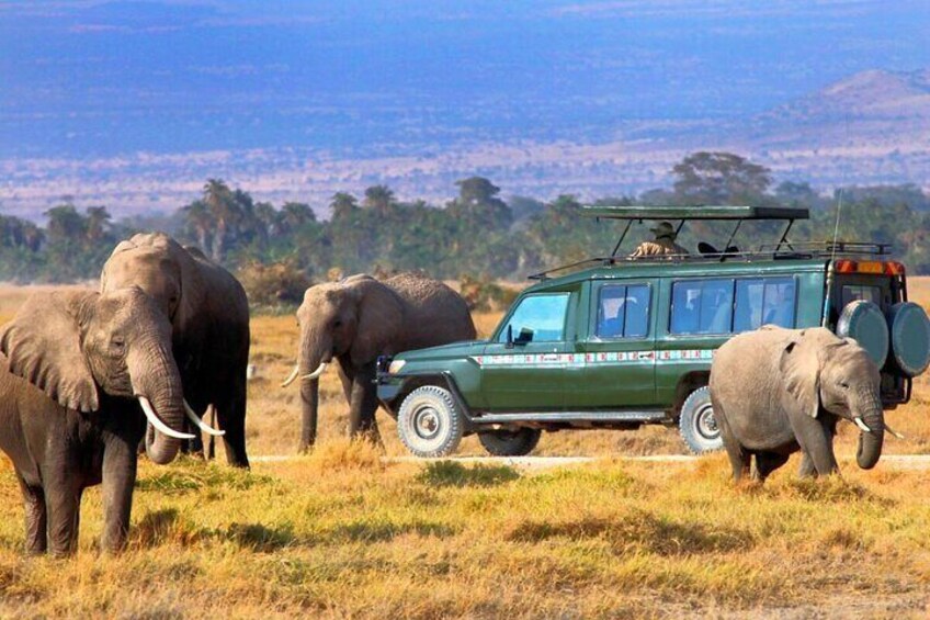 12 Days Tour of Kenya Big Five Wildlife Private Safari