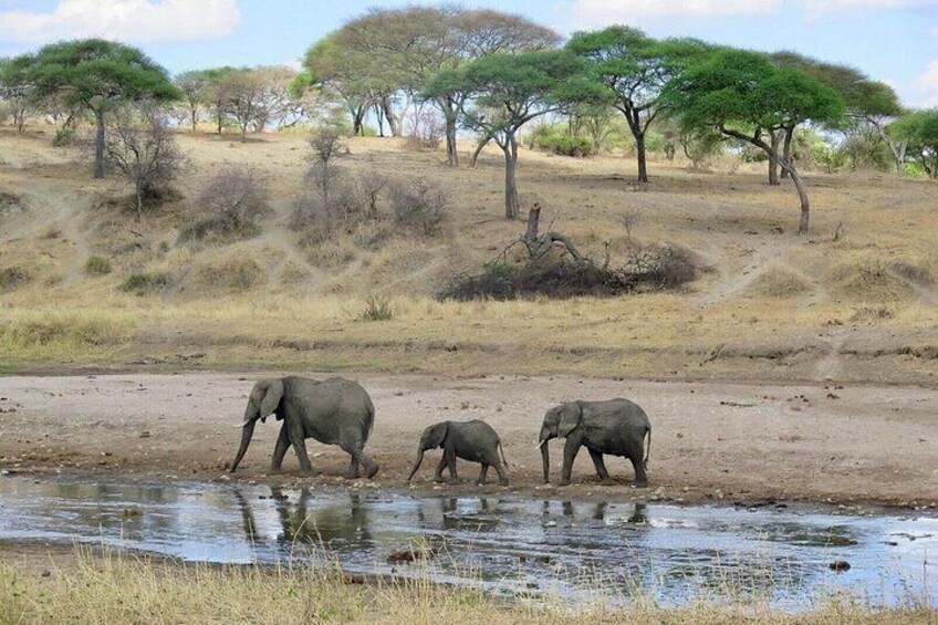 12 Days Tour of Kenya Big Five Wildlife Private Safari