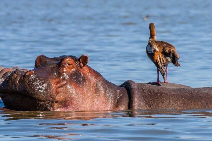 12 Days Tour of Kenya Big Five Wildlife Private Safari
