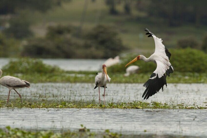 12 Days Tour of Kenya Big Five Wildlife Private Safari