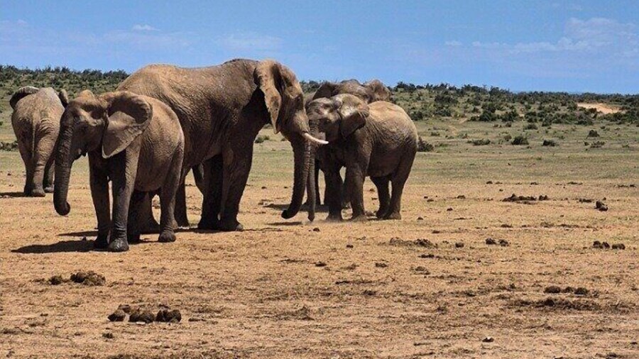 Port Elizabeth Addo Elephant National Park and City Excursion