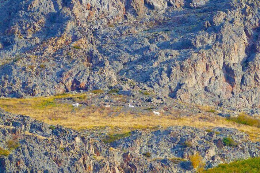 Beluga Point Adventure with Wildlife Refuge Walk