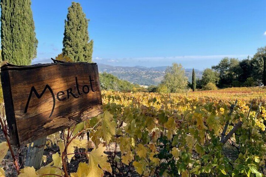 Vines near Nice 