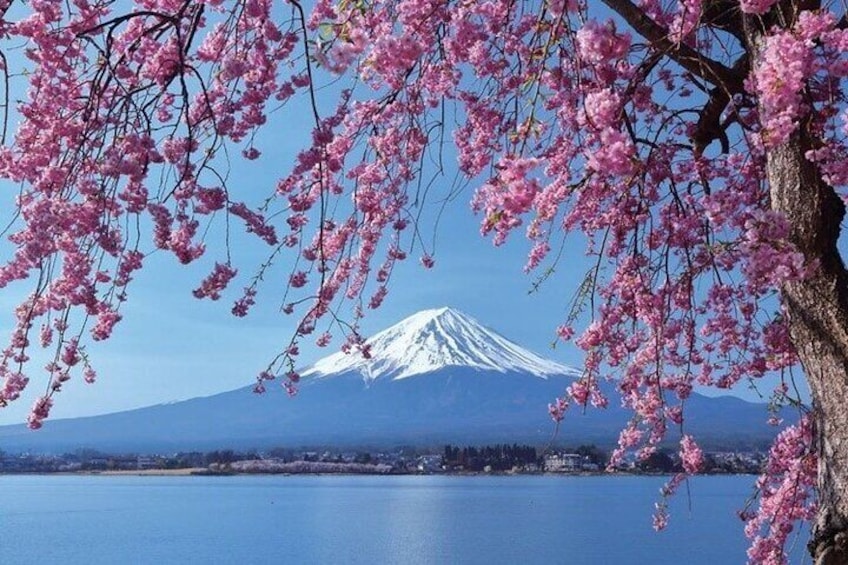 Mount Fuji Arakurayama Park Oshino Hakkai and Instagram Hotspots