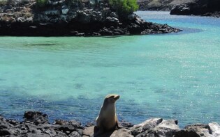 Full-Day Pinzon Island Snorkeling & Fishing Excursion