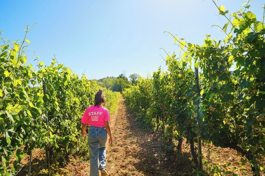 Chianti Vineyards Escape From Florence With Two Wine Tastings