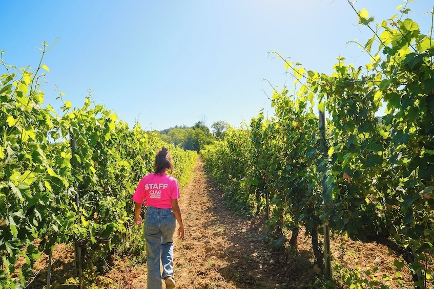 Chianti Vineyards Escape From Florence With Two Wine Tastings