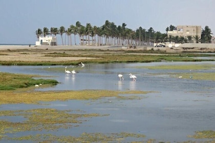 Full Day Salalah City Tour and East Salalah