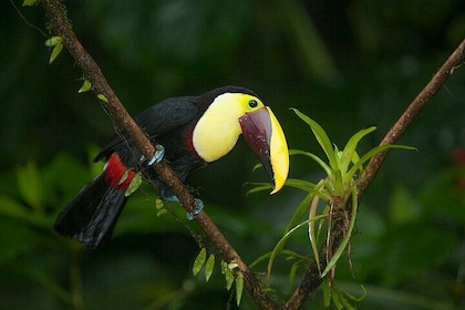 Kayaking Tour in Punta Grape, Animals and Fruits!