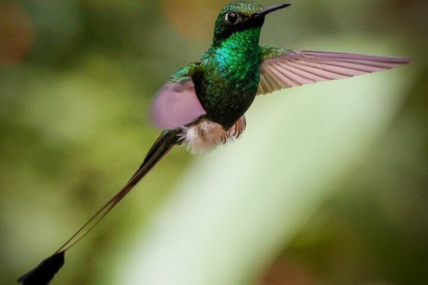 Mindo Cloudforest Small Groups Hummingbird Fee Included