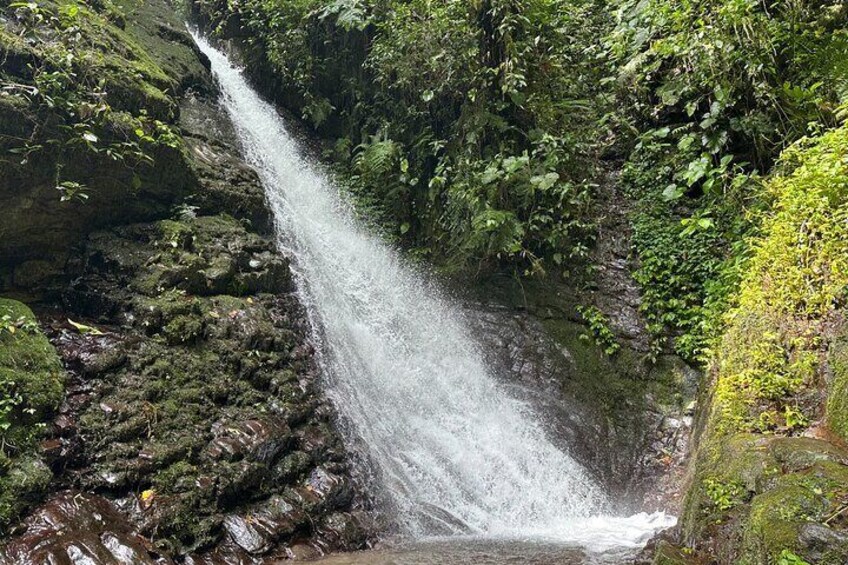 Mindo Cloudforest Small Groups Hummingbird Fee Included
