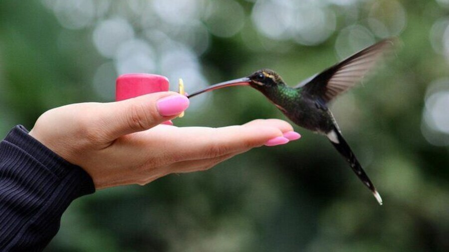 Mindo Cloudforest Small Groups Hummingbird Fee Included