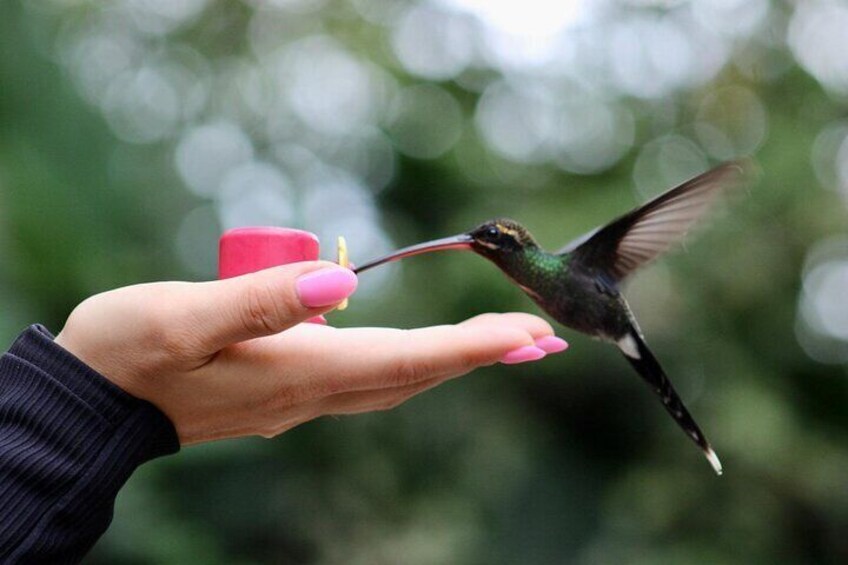 Mindo Cloudforest Small Groups Hummingbird Fee Included