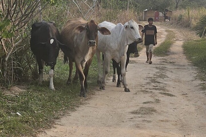 Visit Indigenous Native Guarani Village in Marica