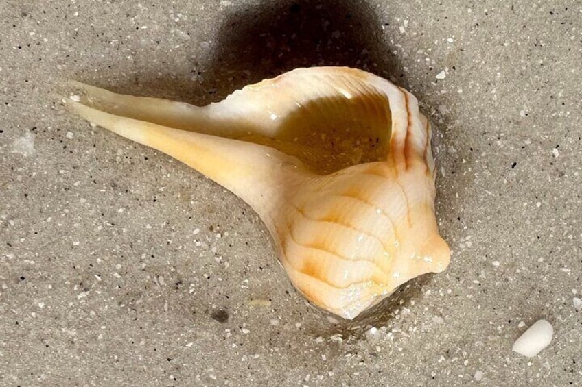 Private Shell Key Island Adventure Dolphins And Shells