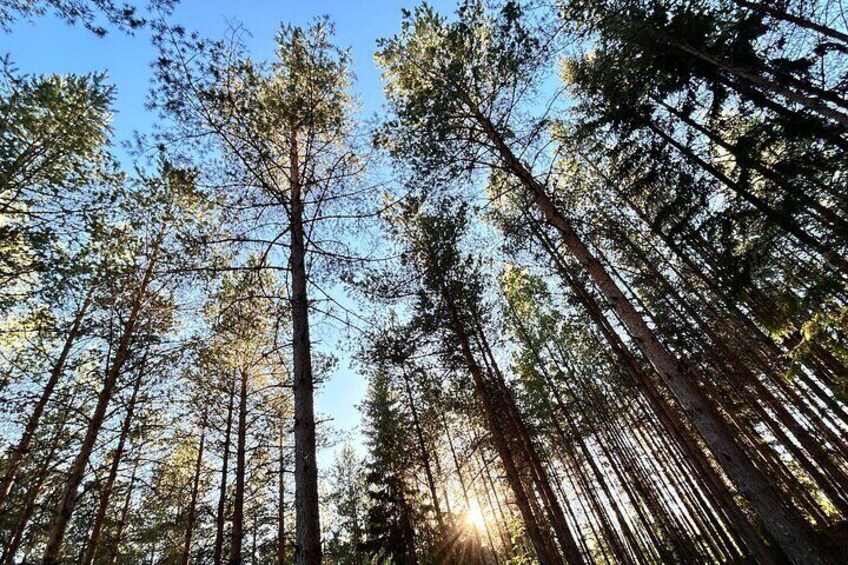 Urban Nature Walk Experience in Helsinki Central Park