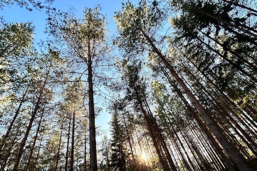 Urban Nature Walk Experience in Helsinki Central Park