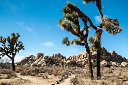 Self Guided Audio Tour of Joshua Trees Hidden Valley Trail