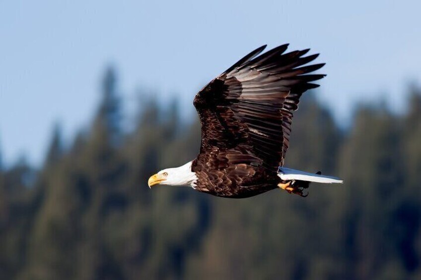 Idaho Wildlife Museum Tour Explore Natures Wonders