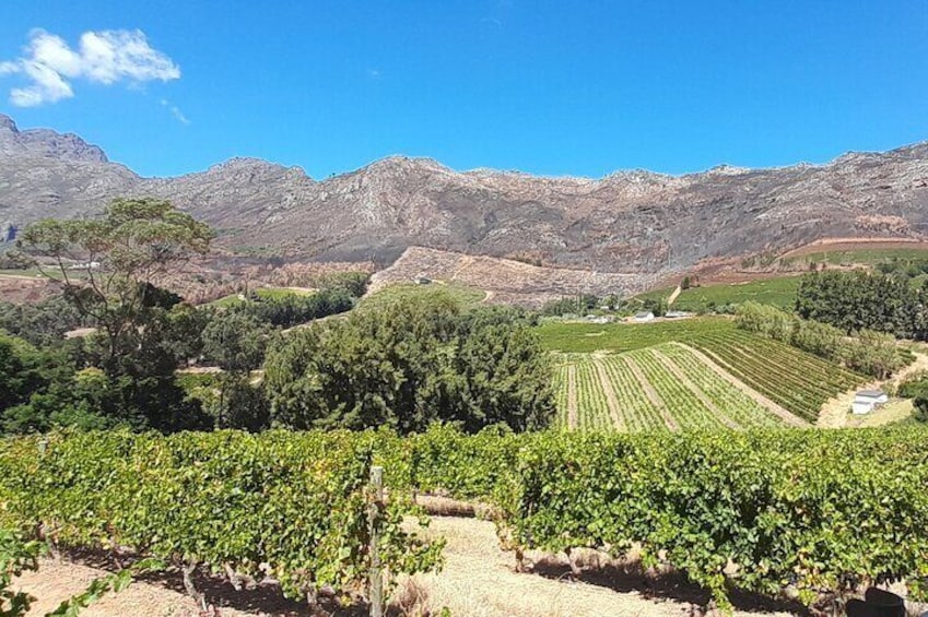 Cape Town Museum Constantia Cellar with Wine Tasting