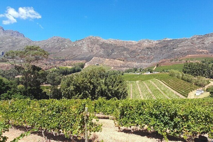 Cape Town Museum Constantia Cellar with Wine Tasting