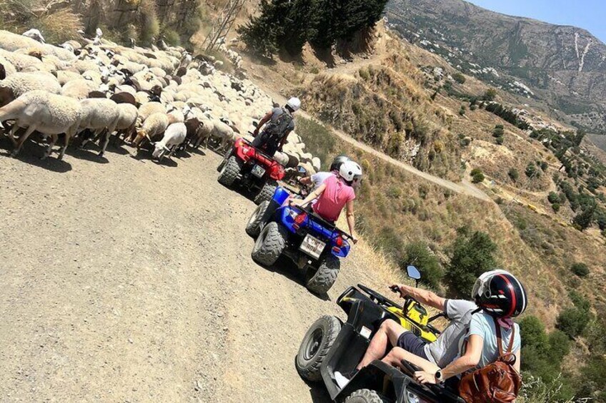 1 Hour Guided Adventure at Quads ATV in Mijas Malaga