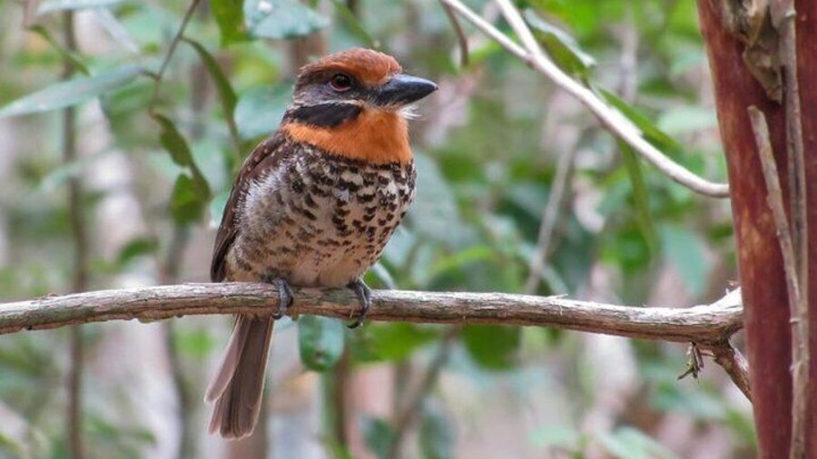 8-Day Rupununi Savanna and Kaieteur Water Falls Adventure from Georgetown
