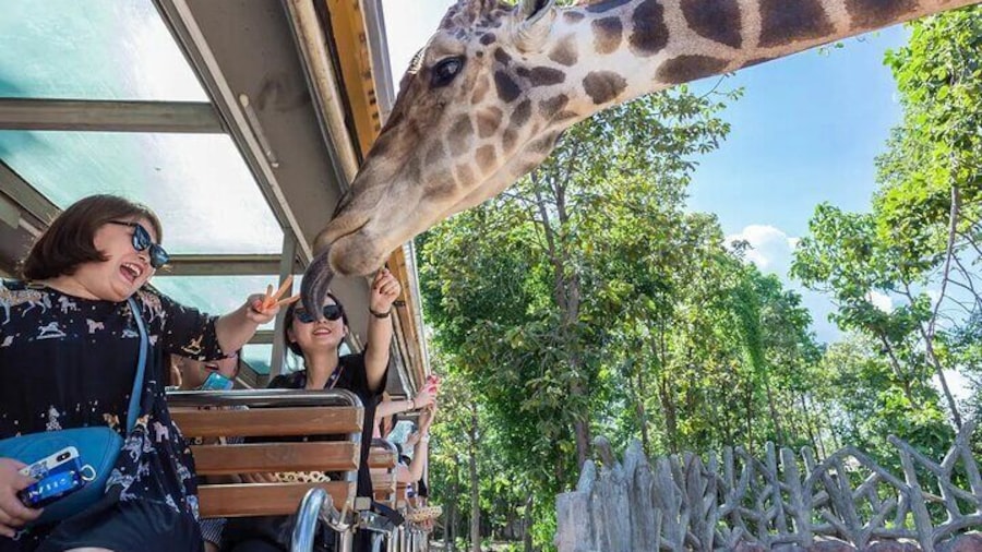 Night Safari Park Ticket Chiang Mai