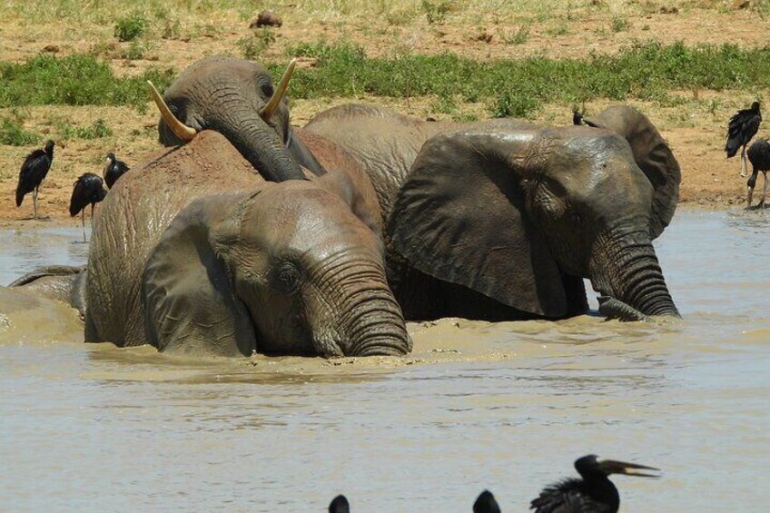 Elephants Sunbathing after a long day in the sun.