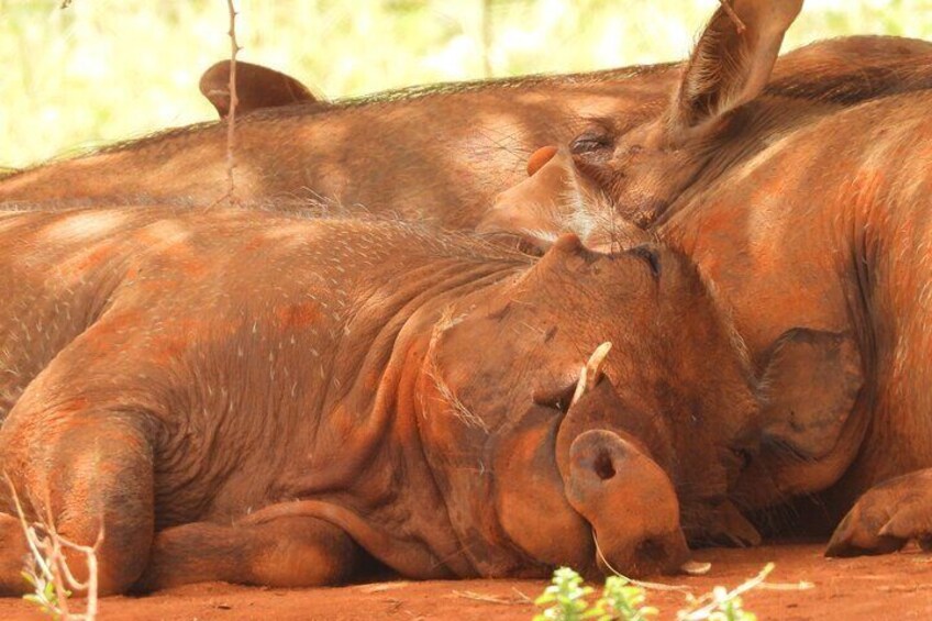 Warthog belongs to the pig family.It has a gestation period of 152-183 Days.