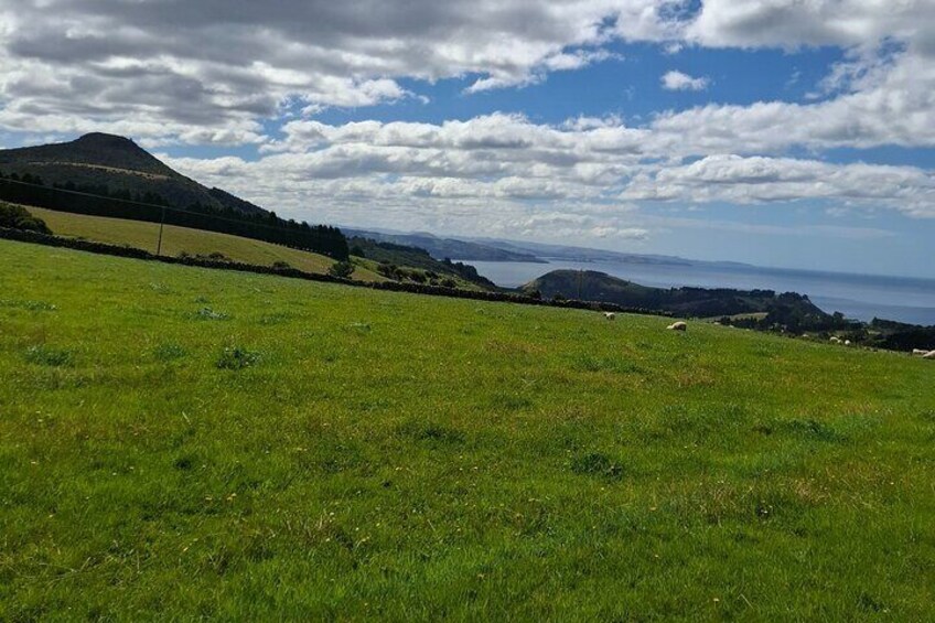 East Coast North Otago Seven Hours Scenic Tour 
