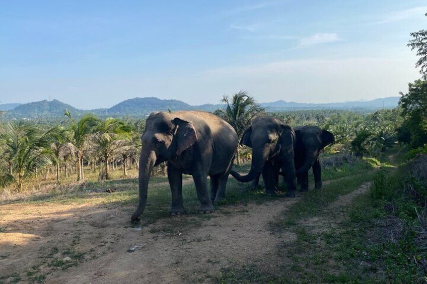 Living green elephant sanctuary(Bangkok&Pattaya)