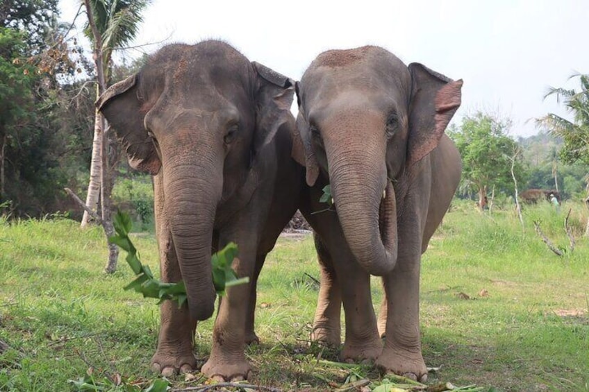 Living green elephant sanctuary(Bangkok&Pattaya)