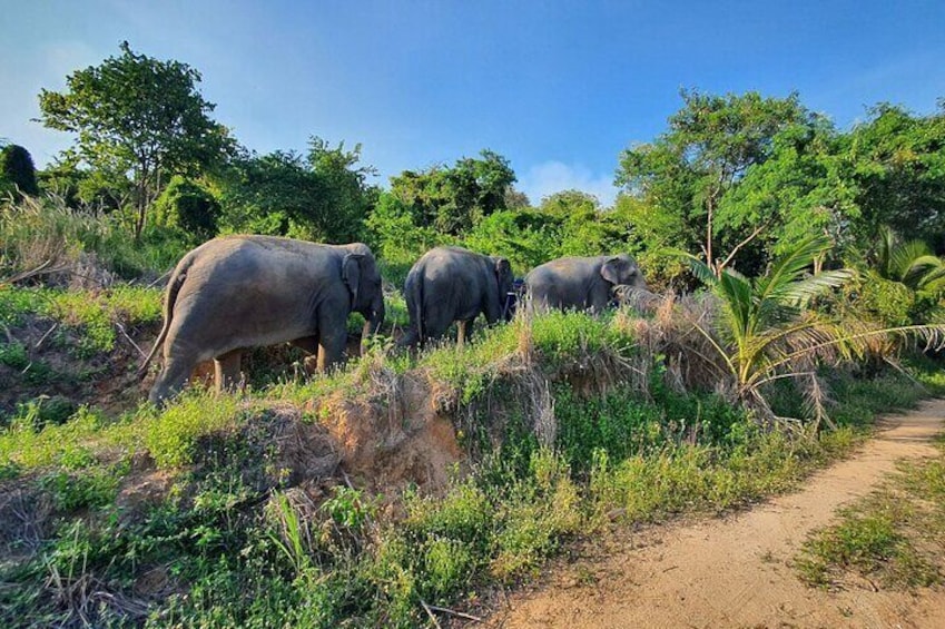 Living green elephant sanctuary(Bangkok&Pattaya)