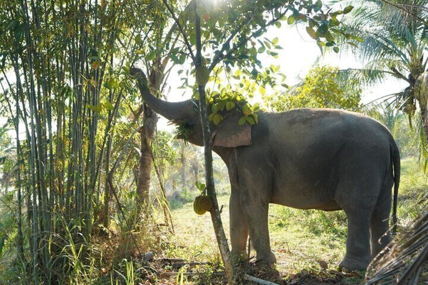 Living green elephant sanctuary(Bangkok&Pattaya)