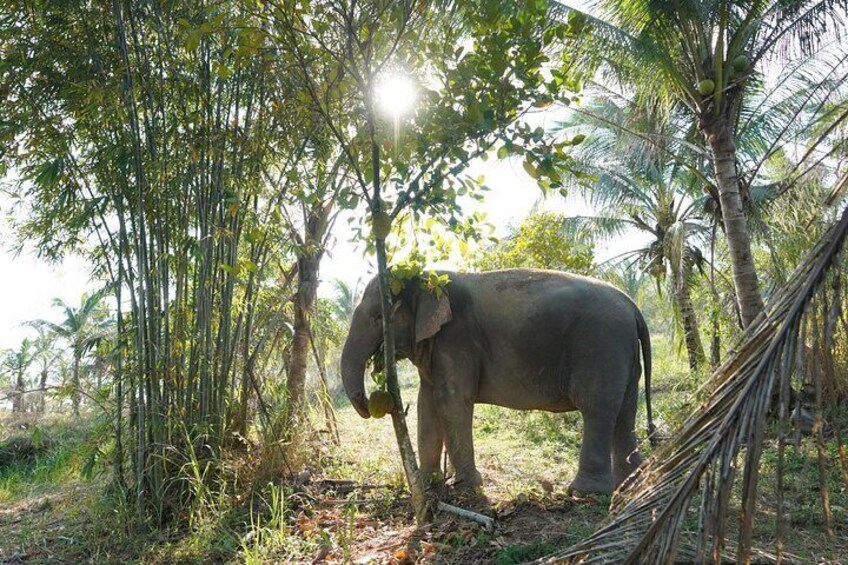 Living green elephant sanctuary(Bangkok&Pattaya)