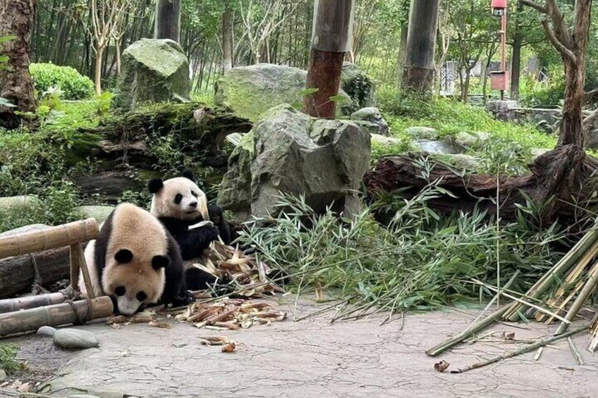 1-day tour Dujiangyan Panda Base and Dujiangyan Irrigation System