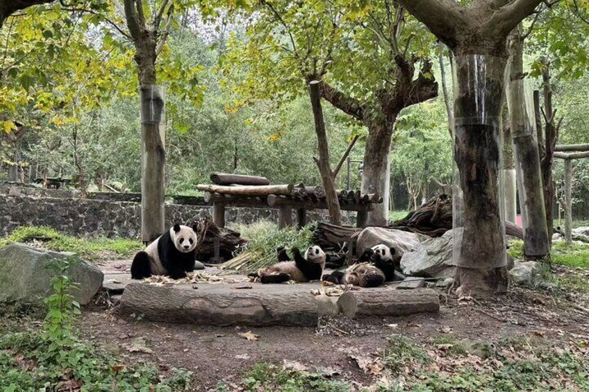 1-day tour Dujiangyan Panda Base and Dujiangyan Irrigation System