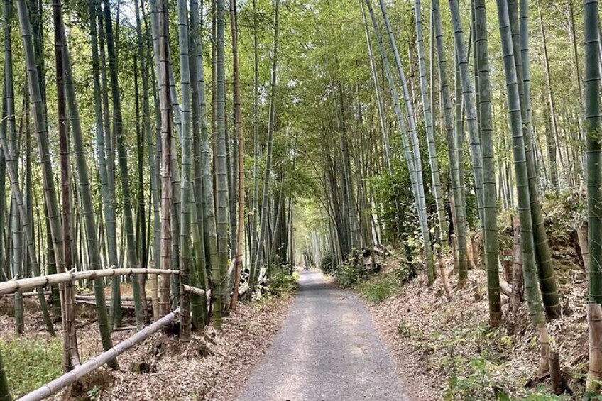Hidden Secrets of Fushimi Inari: Bamboo Paths and Sake Village