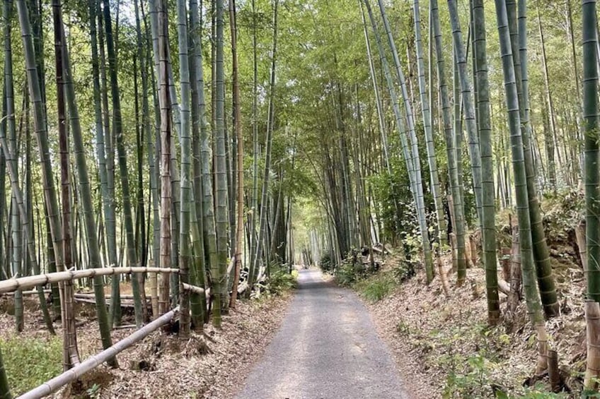 Hidden Secrets of Fushimi Inari: Bamboo Paths and Sake Village