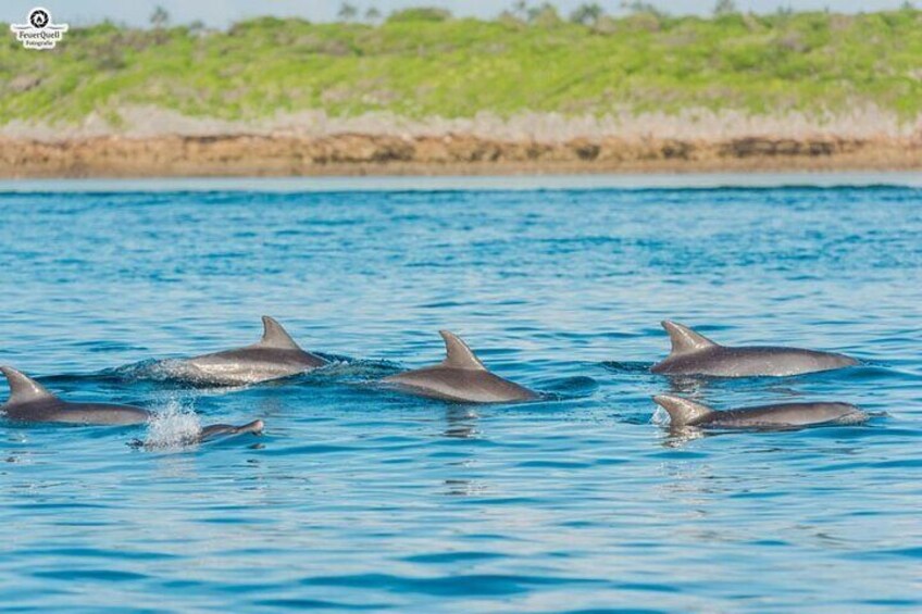 Zanzibar Dolphins