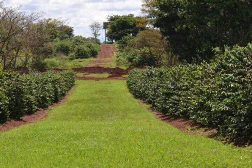 Tour to Fairview Coffee Farm