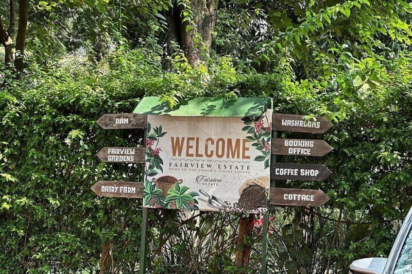 Tour to Fairview Coffee Farm