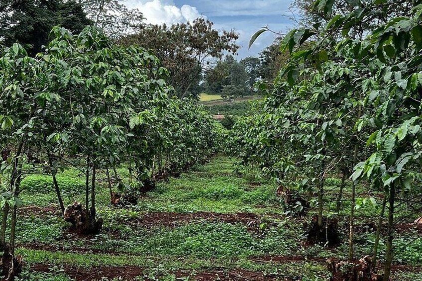 Tour to Fairview Coffee Farm
