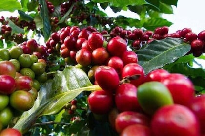 Tour to Fairview Coffee Farm