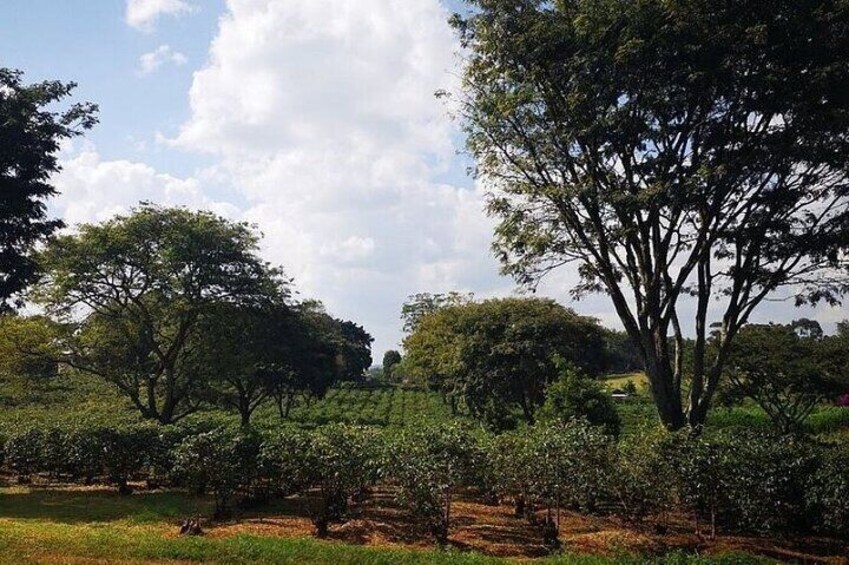 Tour to Fairview Coffee Farm